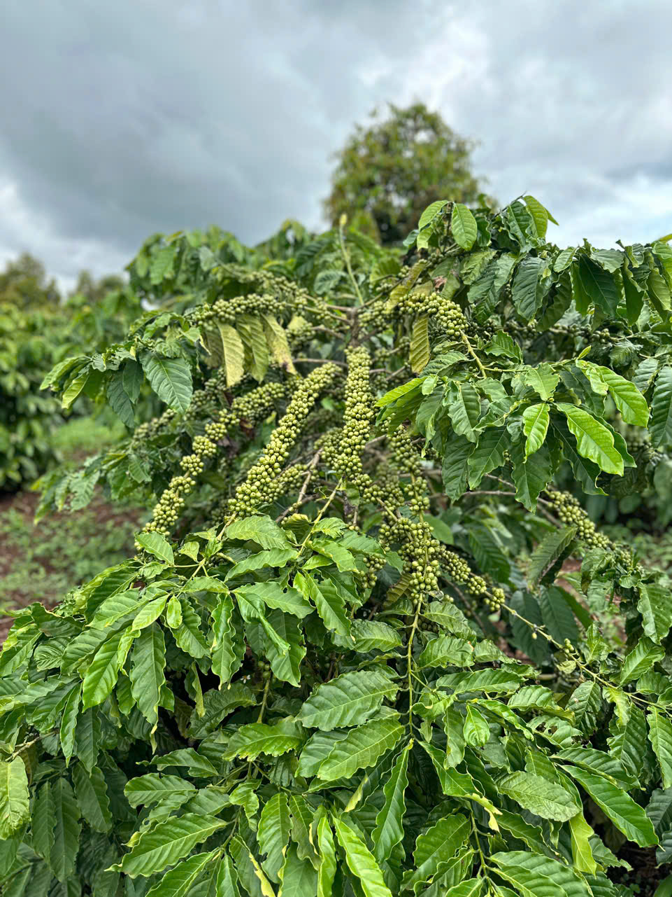 Virota Cafe - Đối tác sản xuất cà phê tại Việt Nam - Nhà cung cấp cà phê tại Việt Nam - Coffee Manufacturing Partner in Vietnam - Coffee Supplier in Vietnam