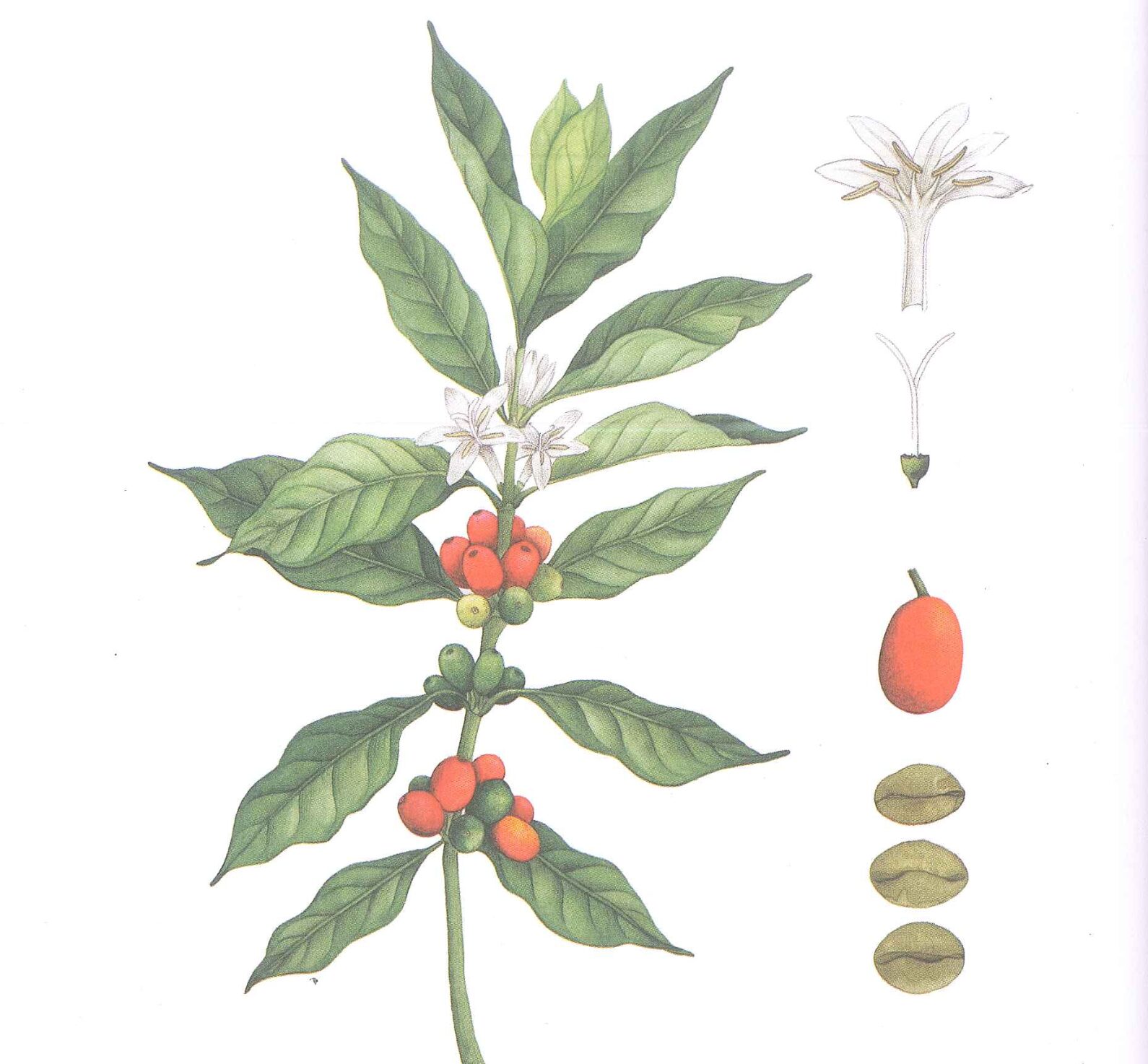 Cây cà phê vối Robusta