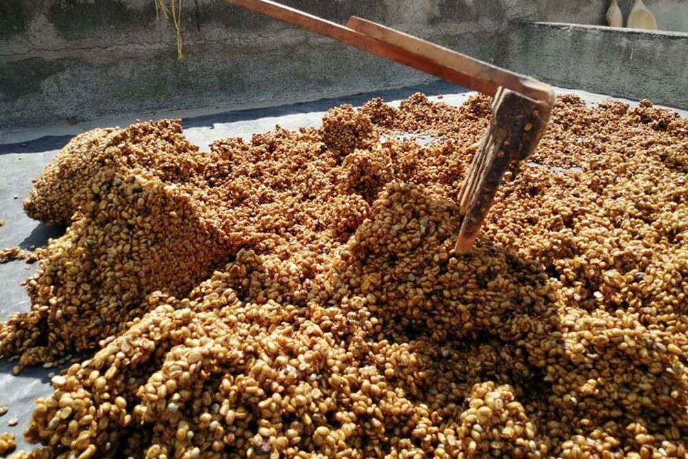 Virota Cafe| Chế biến bán ướt cà phê | Chế biến mật ong| Honey process | Semi-washed process