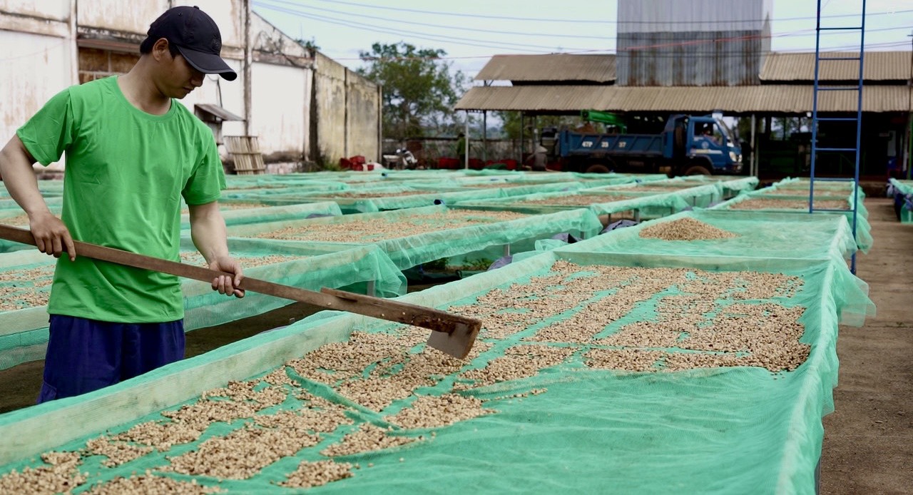 Virota Cafe | Phương pháp chế biến ướt cà phê |Wet Process - Washed Process