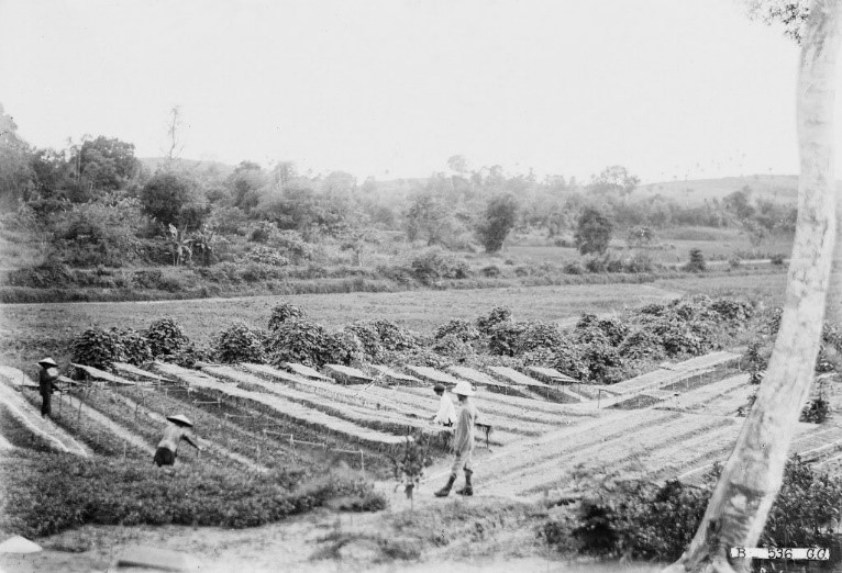 Lịch sử cà phê Việt Nam | Virota Cafe