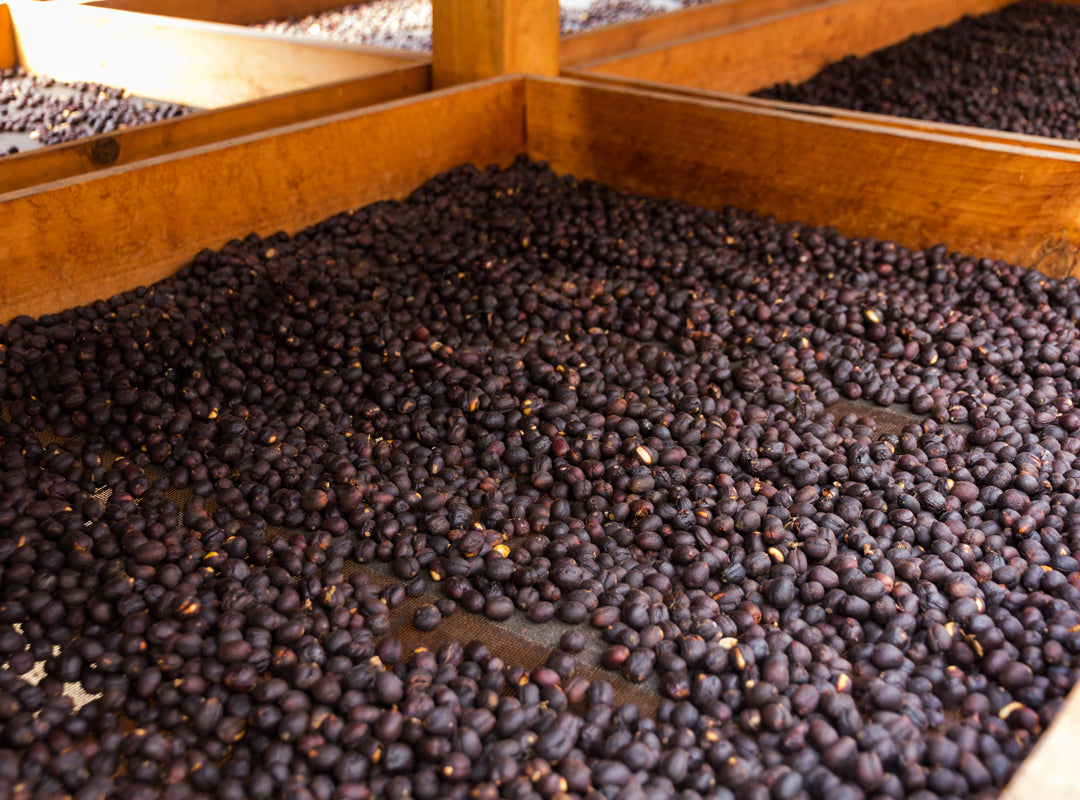 Virota Cafe | Cà phê chế biến khô | Natural process - Dry coffee process