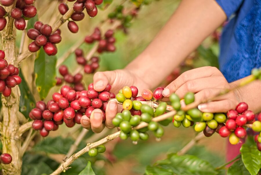 Thu hoạch cà phê sạch | Virota Cafe