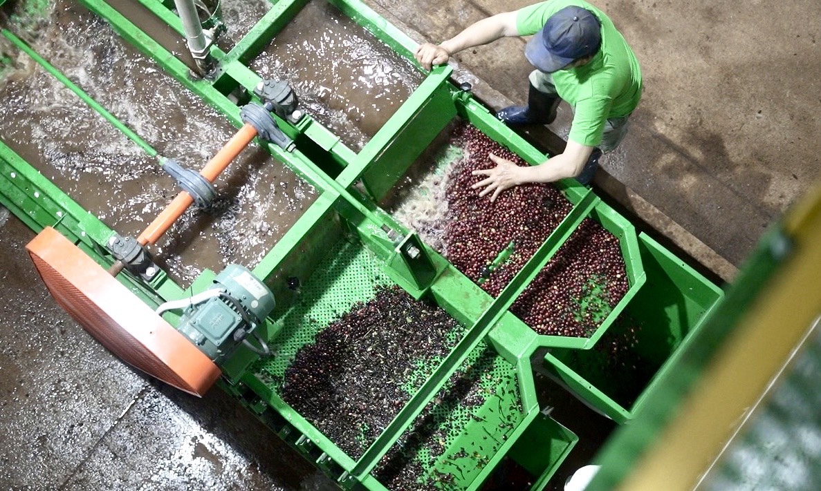 Virota Cafe | Phương pháp chế biến ướt cà phê |Wet Process - Washed Process