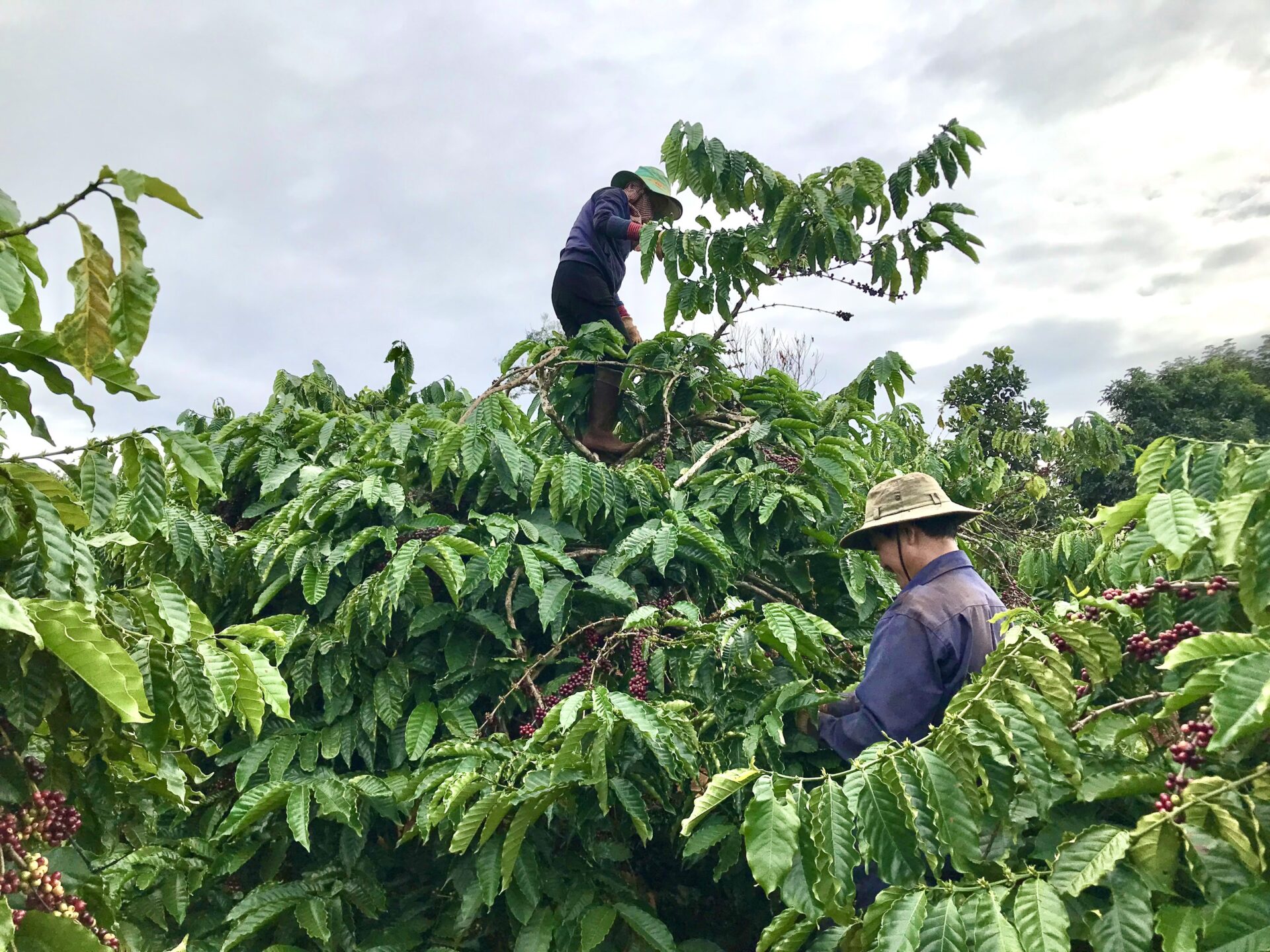 Gia công cà phê hoà tan | Virota Cafe | OEM coffee | OEM cà phê | OEM cà phê hòa tan | OEM instant coffee | coffee supplier