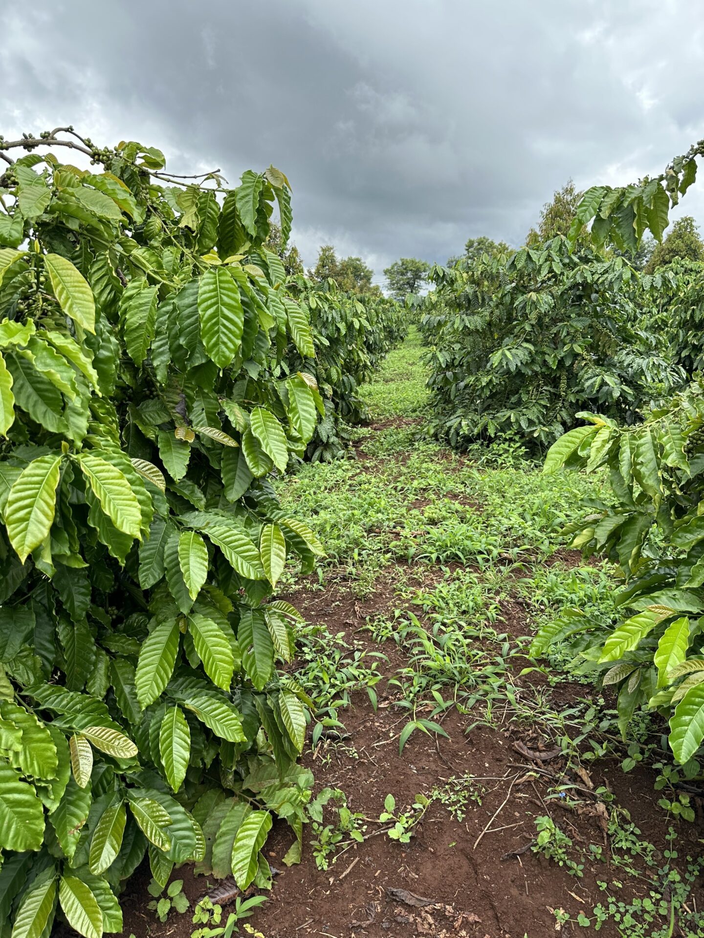 Virota Cafe | Lưu ý quan trọng khi tìm nhà cung cấp cà phê