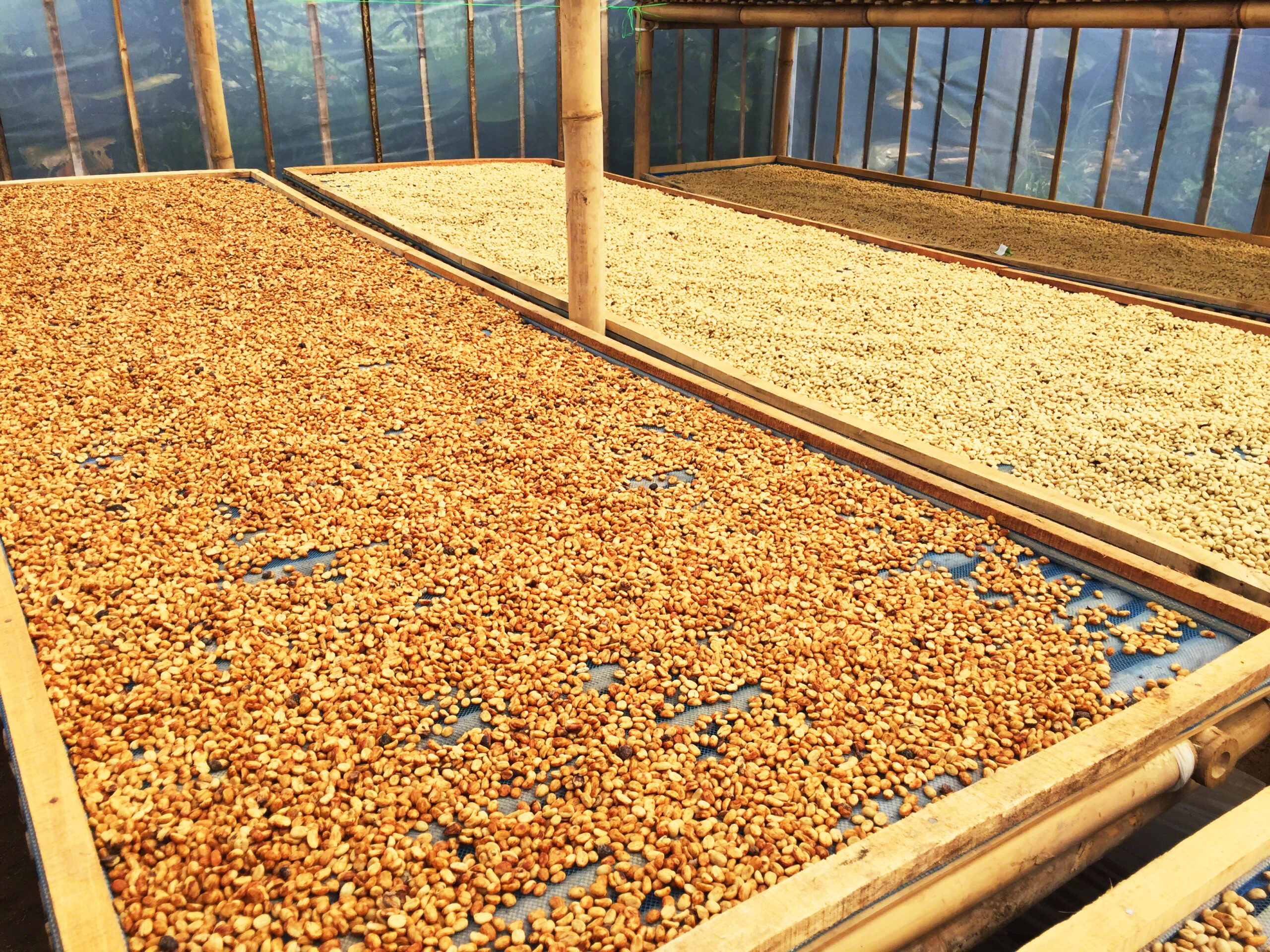 Virota Cafe| Chế biến bán ướt cà phê | Chế biến mật ong| Honey process | Semi-washed process