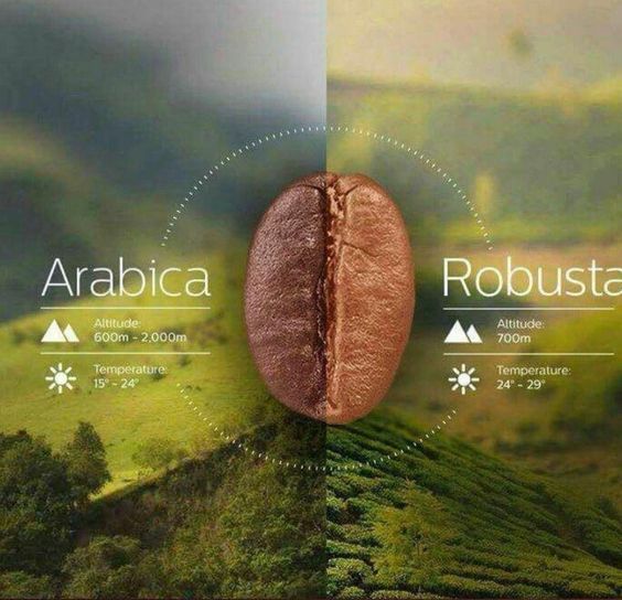 Cách phân biệt cà phê Robusta & Arabica | Virota Cafe