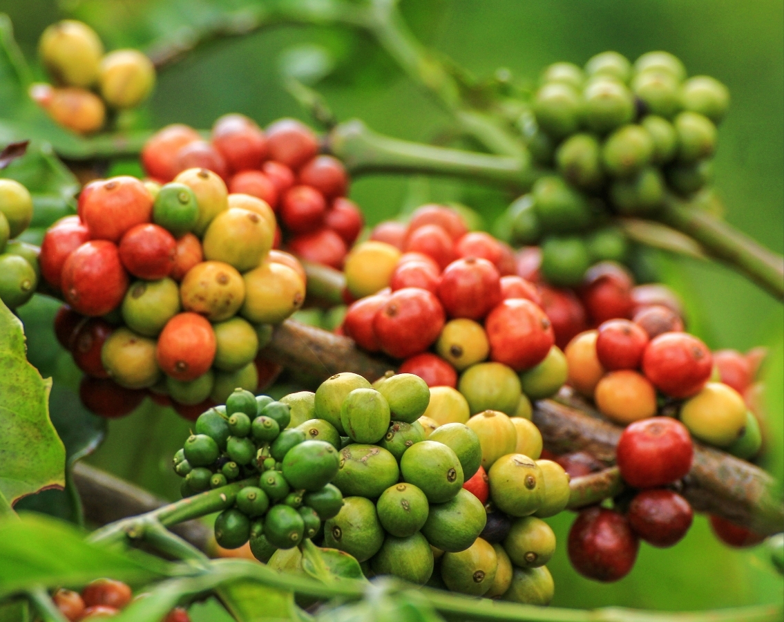 Cà phê vối (Robusta): tinh hoa vùng đất Việt Nam và tương lai ngành cà phê thế giới