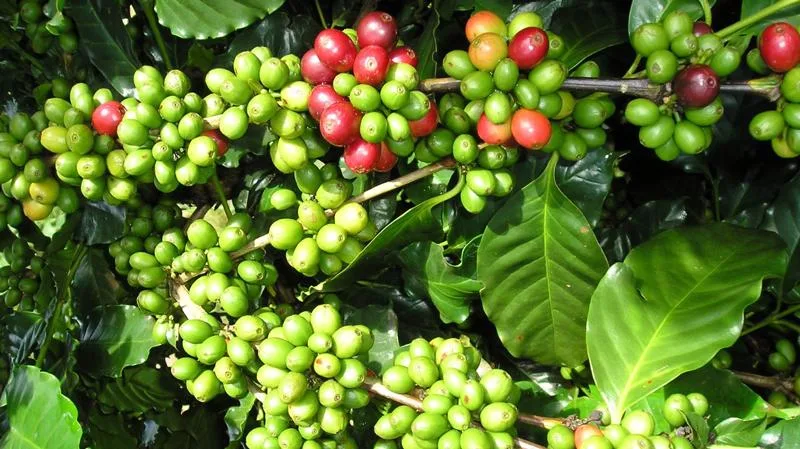 Cà phê vối (Robusta): tinh hoa vùng đất Việt Nam và tương lai ngành cà phê thế giới