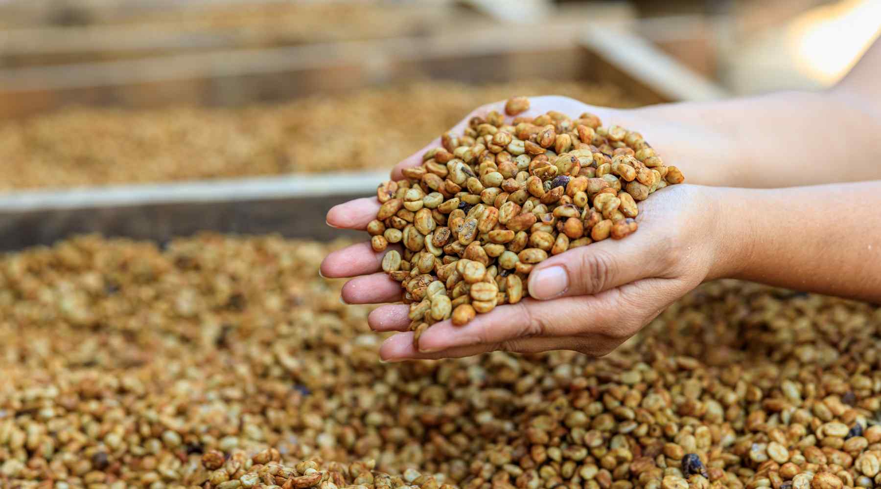 Virota Cafe| Chế biến bán ướt cà phê | Chế biến mật ong| Honey process | Semi-washed process