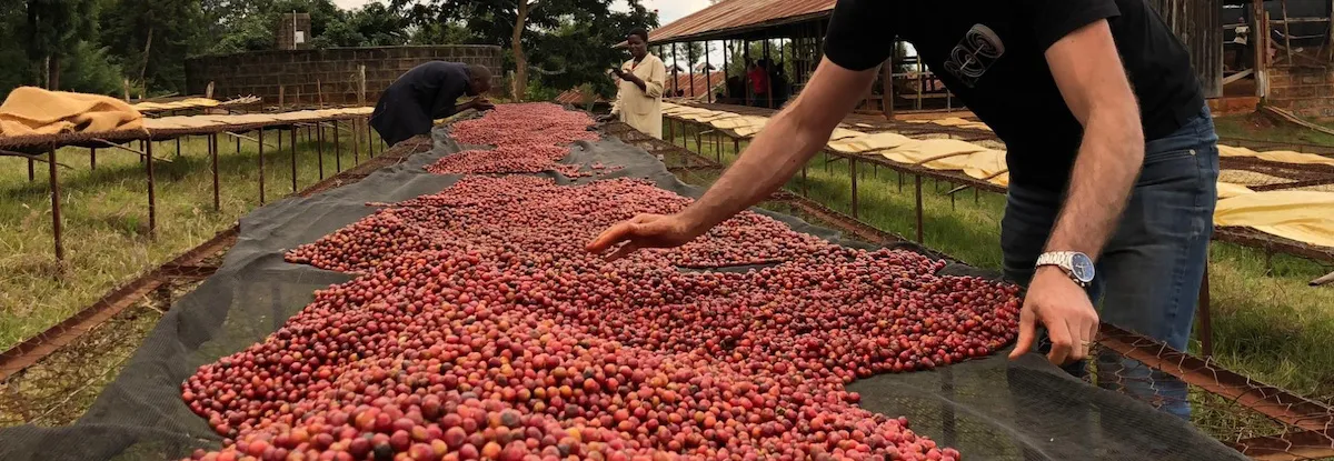 Virota Cafe | Cà phê chế biến khô | Natural process - Dry coffee process