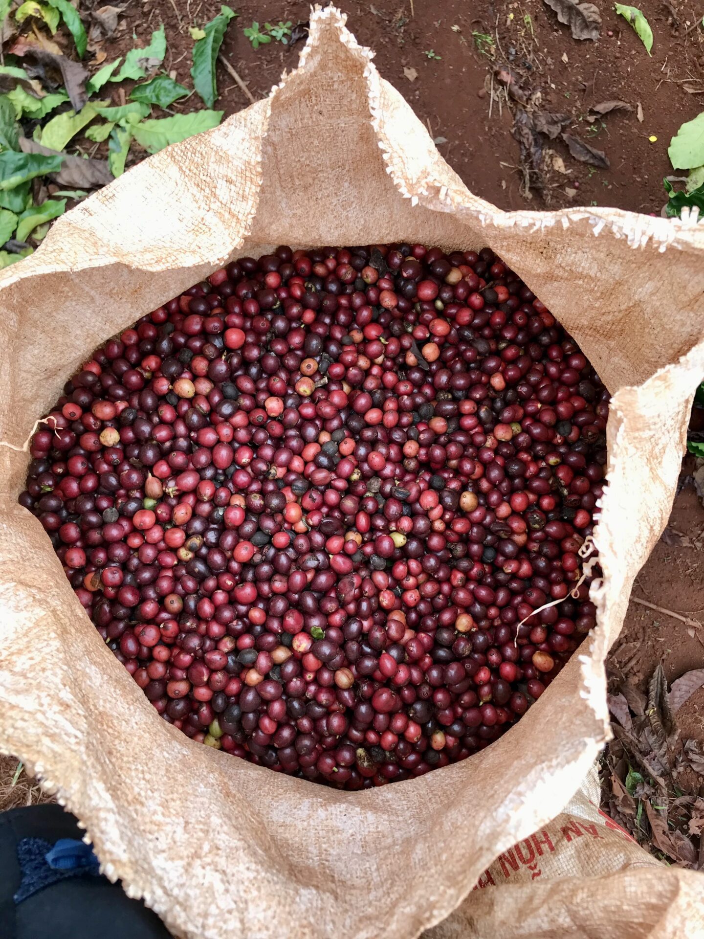 Vùng nguyên liệu cà phê Virota